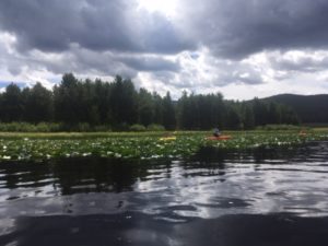 Lily Lake