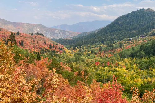 Fall Leaves Utah